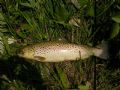 Salmo trutta